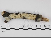 藏品(絲齒菌屬)的圖片