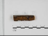 藏品(刺革菌屬)的圖片