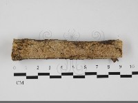 藏品(絲齒菌屬)的圖片