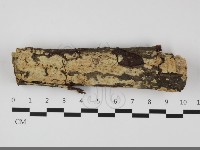 藏品(絲齒菌屬)的圖片