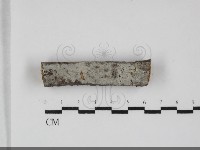 藏品(剛毛絲皮菌)的圖片