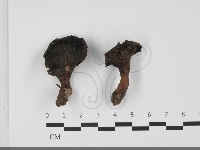 藏品(肉齒菌屬)的圖片