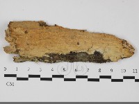 藏品(擬筍殼菌屬)的圖片