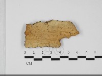 藏品(擬筍殼菌屬)的圖片