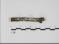 藏品(絲皮菌屬)的圖片