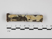 藏品(擬筍殼菌屬)的圖片