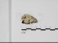 藏品(剛毛絲皮菌)的圖片