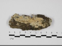 藏品(絲齒菌屬)的圖片