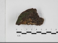 藏品(木層孔菌屬)的圖片