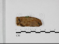 藏品(刺革菌屬)的圖片