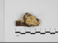 藏品(寡孔菌屬)的圖片