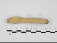 藏品(顯絲菌屬)的圖片