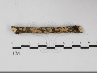 藏品(盤革菌屬)的圖片