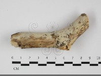 藏品(絲齒菌屬)的圖片