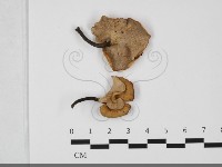 藏品(多孔菌屬)的圖片