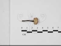 藏品(多孔菌屬)的圖片