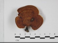 藏品(相鄰小孔菌)的圖片