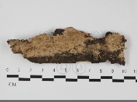 藏品(絲齒菌屬)的圖片