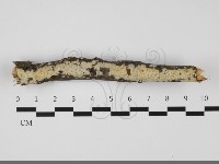 藏品(擬筍殼菌屬)的圖片