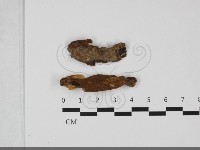 藏品(纖孔菌屬)的圖片