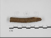 藏品(刺革菌屬)的圖片