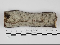 藏品(擬筍殼菌屬)的圖片