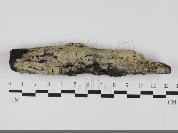 藏品(絲齒菌屬)的圖片