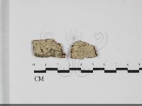 藏品(絲皮菌屬)的圖片