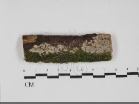 藏品(刺皮菌屬)的圖片