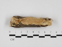 藏品(多年臥孔菌屬)的圖片