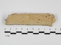 藏品(齒耳菌屬)的圖片