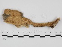 藏品(容氏菌屬)的圖片