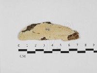 藏品(顯絲菌屬)的圖片