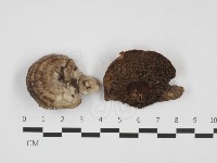 藏品(蜂窩菌屬)的圖片