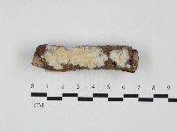 藏品(顯絲菌屬)的圖片