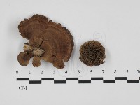 藏品(蜂窩菌屬)的圖片