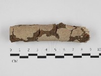 藏品(刺皮菌屬)的圖片