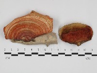 藏品(血紅密孔菌)的圖片