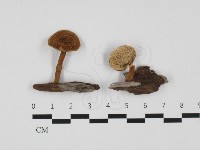 藏品(多孔菌屬)的圖片