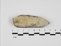 藏品(膠孔菌屬)的圖片