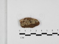 藏品(粗糙孢菌屬)的圖片