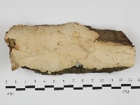 藏品(革墊菌屬)的圖片