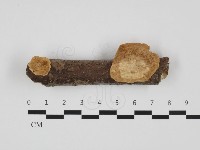 藏品(蜂窩菌屬)的圖片