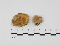 藏品(多孔菌屬)的圖片