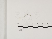 藏品()的圖片