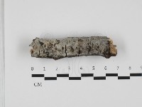 藏品(剛毛絲皮菌)的圖片