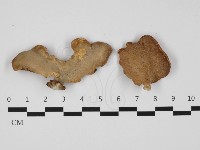 藏品(多孔菌屬)的圖片