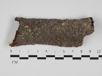 藏品(刺革菌屬)的圖片