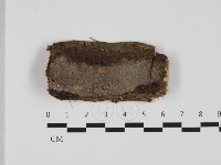 藏品(刺革菌屬)的圖片