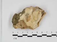 藏品(革墊菌屬)的圖片